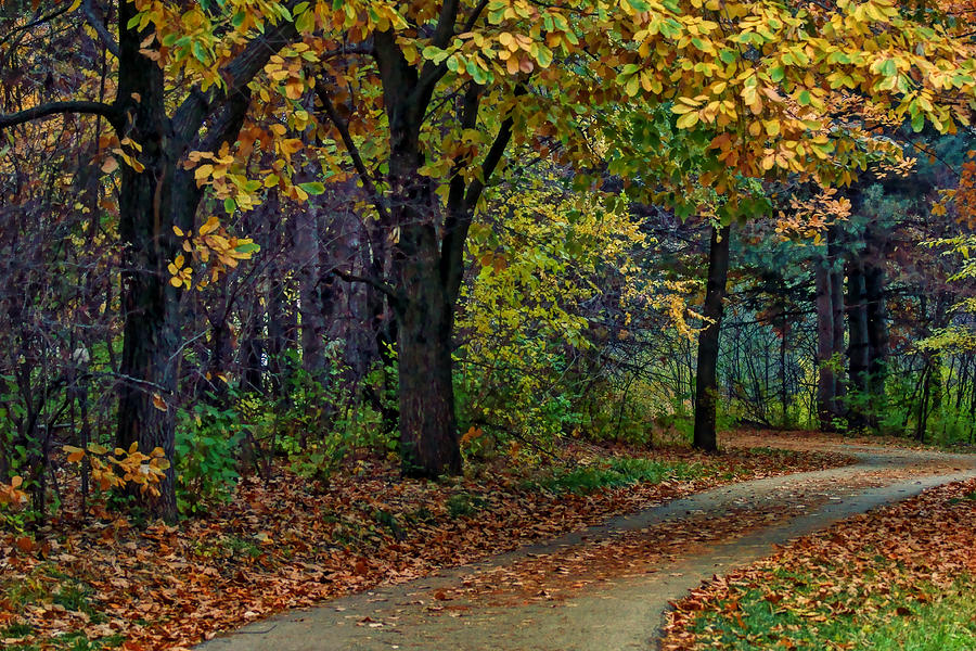 Autumn Path Photograph by Nikolyn McDonald