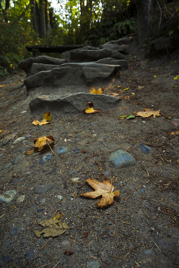 Autumn Path Photograph by Priya Ghose
