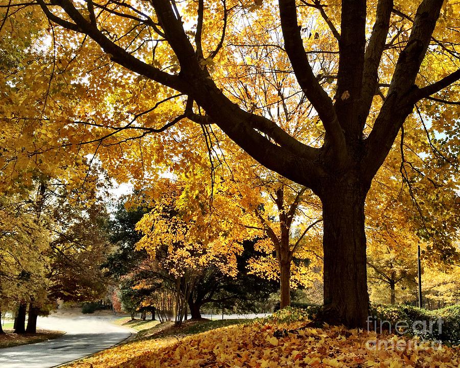 Autumn Path Photograph by Shelia Kempf