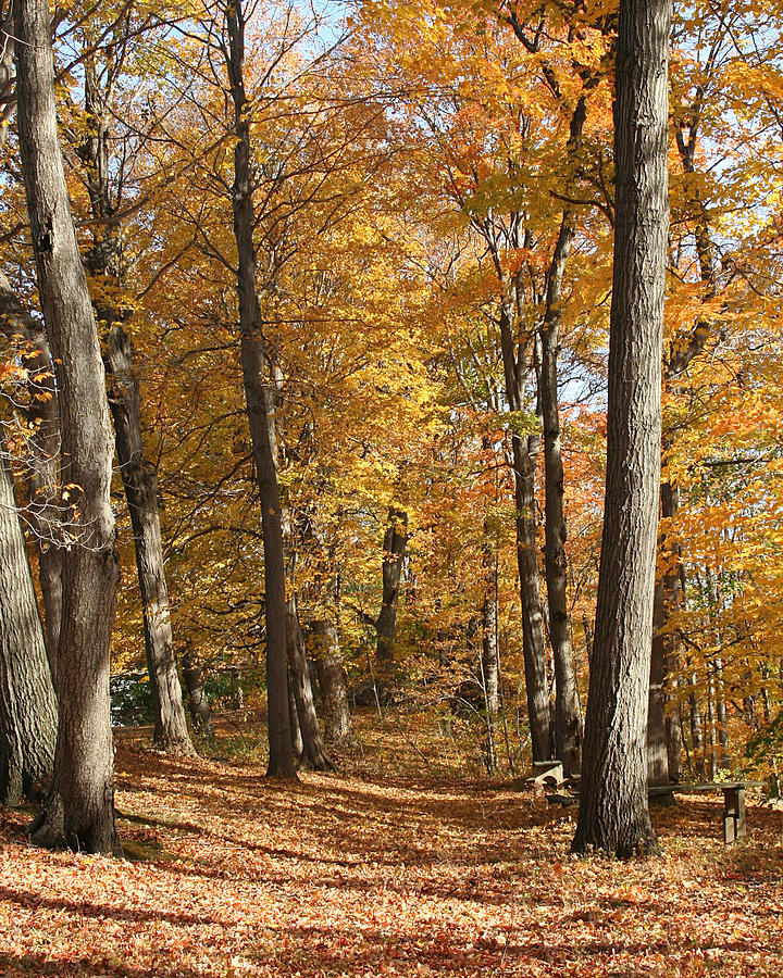 Autumn Path Photograph by William Selander