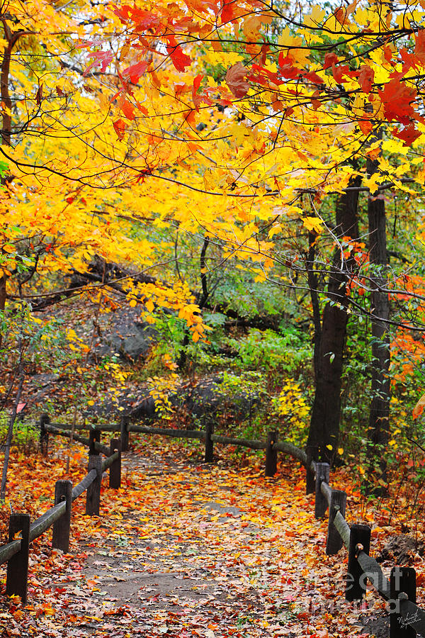 Autumn Path with Canopy of Fall Leaves Photograph by Nishanth ...