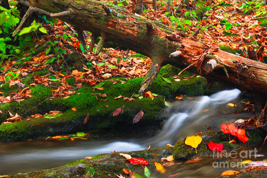 Autumn Paths Photograph by Everett Houser
