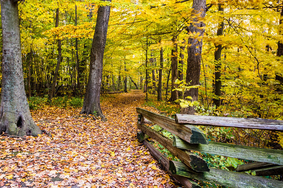 Autumn Pathway Photograph by Randy Scherkenbach