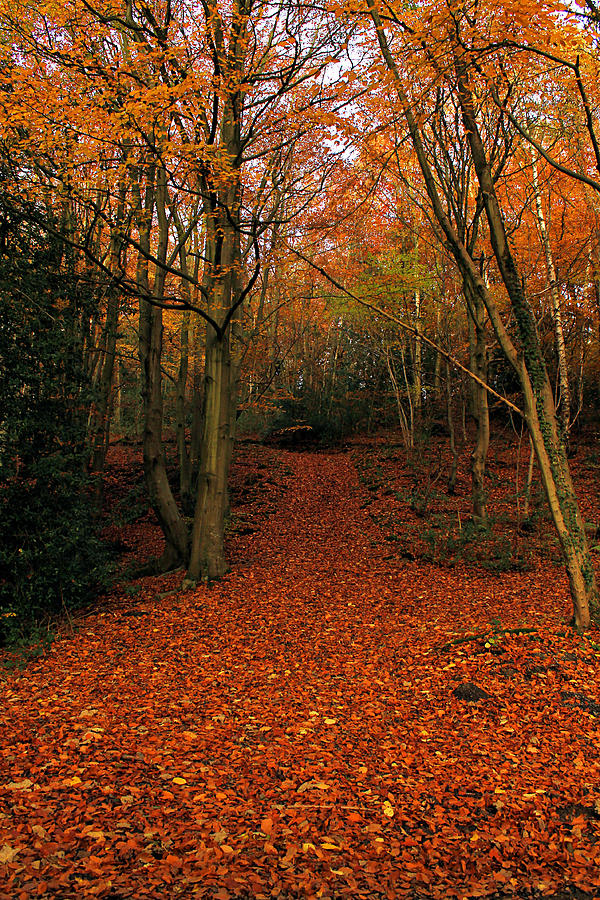Autumn Pathway by Sarah Broadmeadow-Thomas Autumn Pathway by Sarah Broadmeadow-Thomas