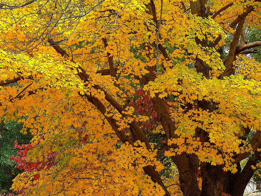 Autumn Patterns 2 Photograph by Rodney Lee Williams