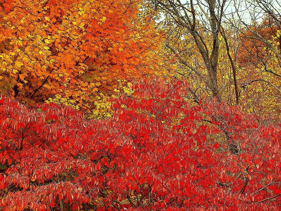 Autumn Patterns Photograph