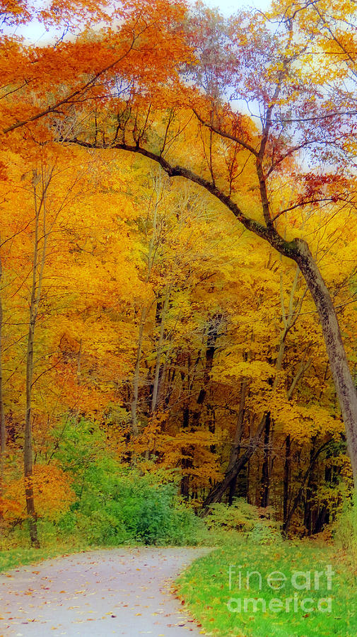 Autumn Peak Colors Photograph by Kay Novy