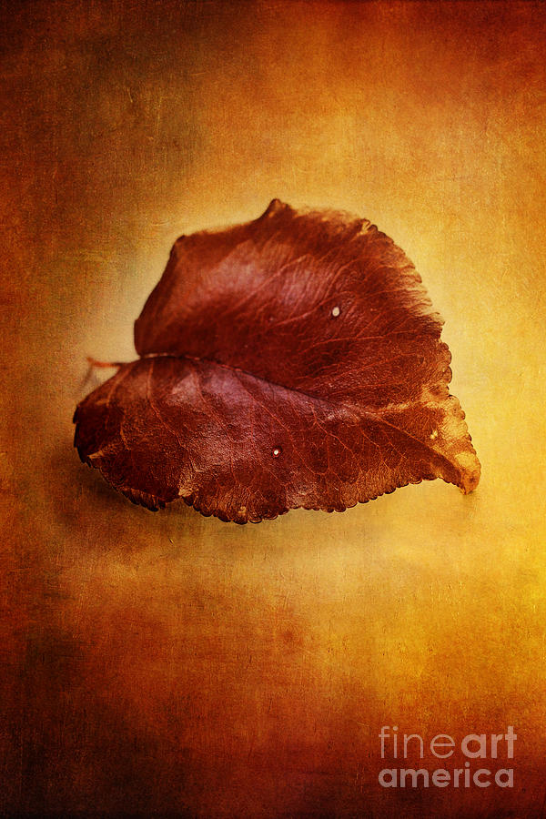Nature Photograph - Autumn Pear Leaf by Stephanie Frey