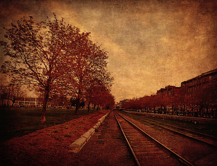 Autumn Perspective  Photograph by Maria Angelica Maira