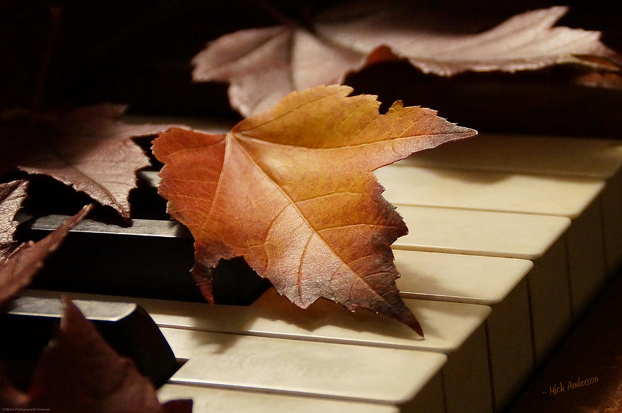 Autumn Piano 13 Photograph by Mick Anderson