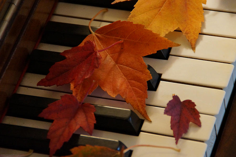 Autumn Piano 6 Photograph by Mick Anderson