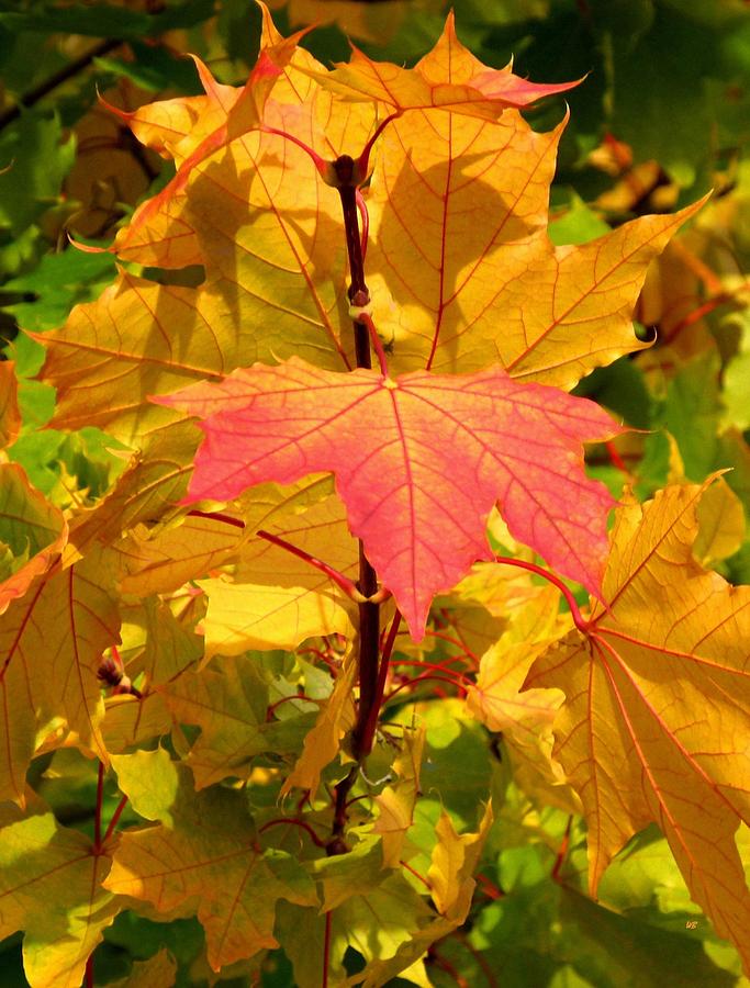 Autumn Pigmentation Photograph by Will Borden