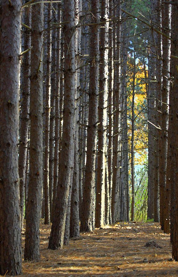 Autumn Pines Photograph by Claudio Bacinello
