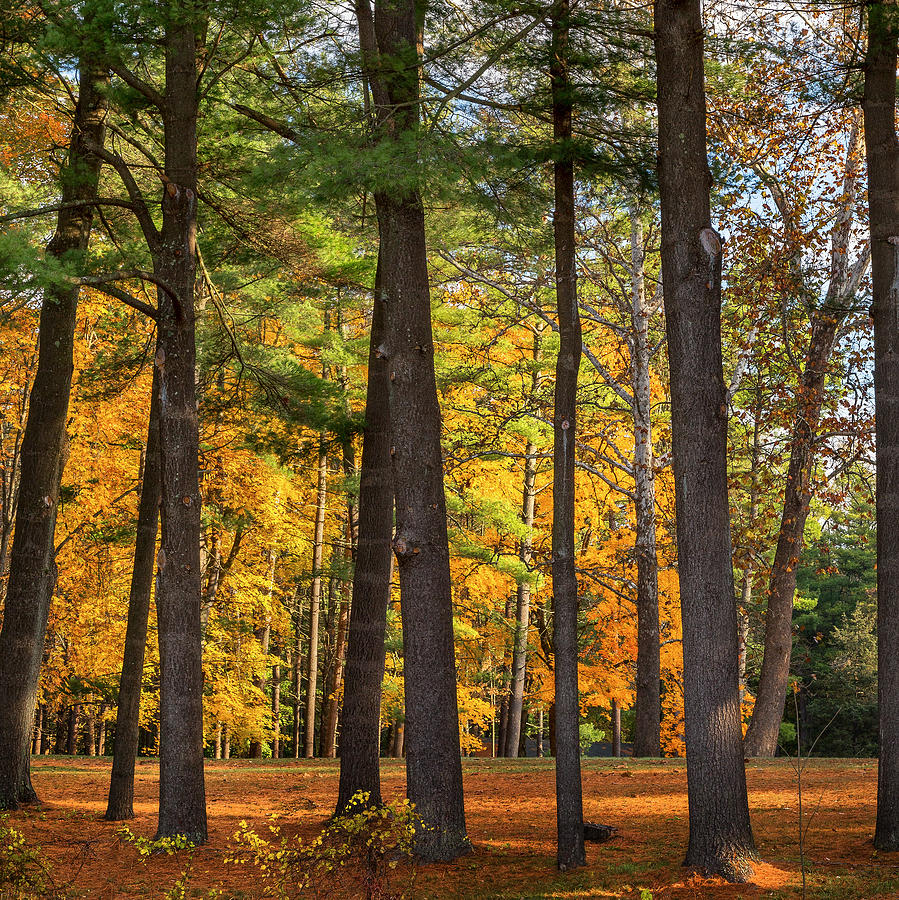 Tree Photograph - Autumn Pines Square by Bill Wakeley