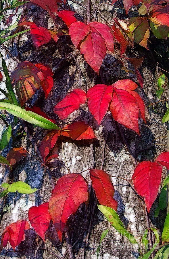 Autumn Poison Ivy Photograph by Judi Bagwell