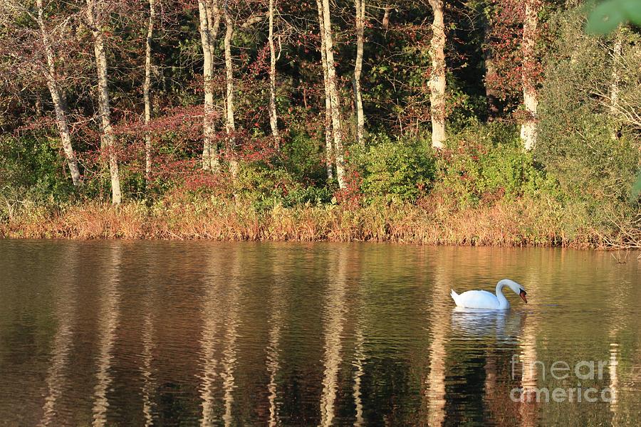 Swan Photograph - Autumn Pond Sunset with Swan by Carol Groenen