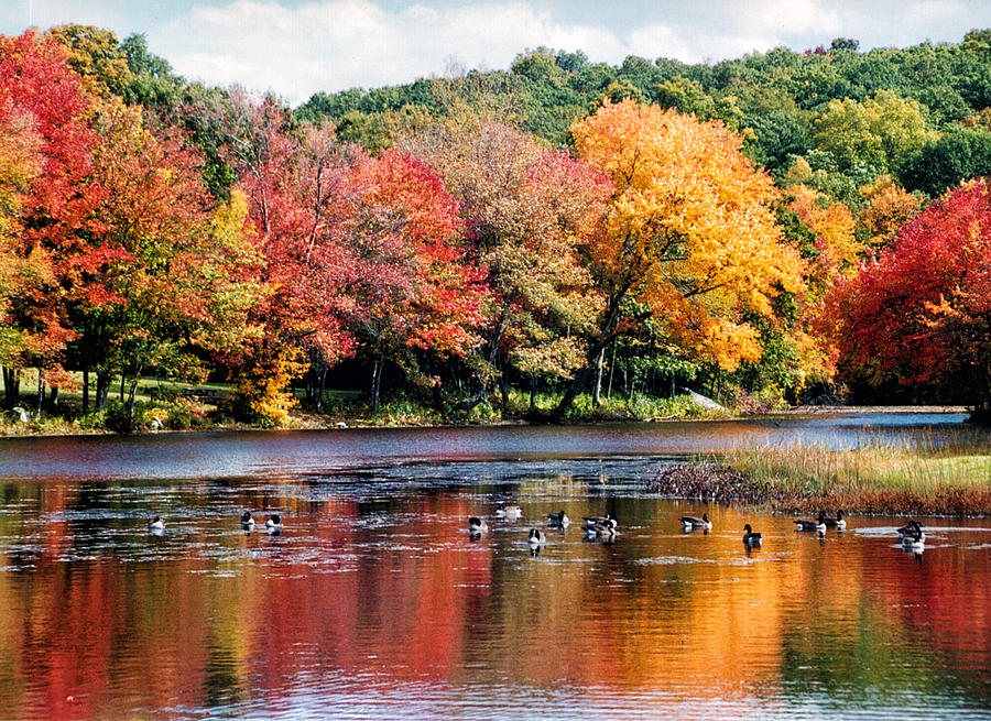 Autumn Pond Photograph by William Selander
