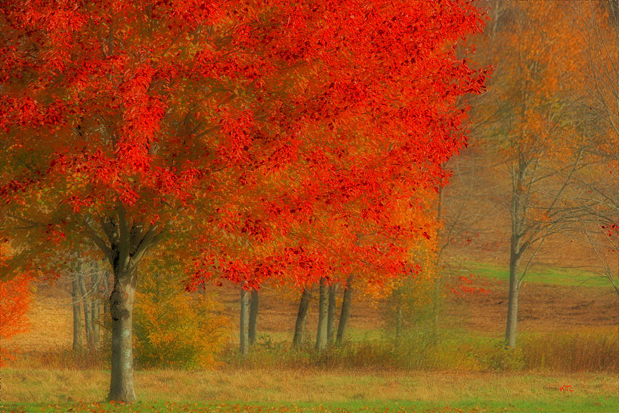 Fall Photograph - Autumn Popping by Karol Livote