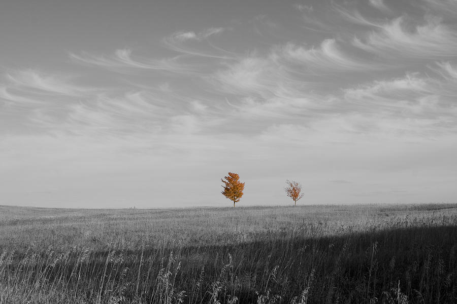 Autumn Prairie Trees Photograph by Dylan Punke