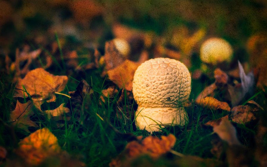 Autumn Pufball Mushroom Photograph by Peter V Quenter