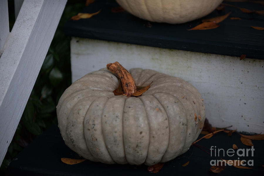 Pumpkin Photograph - Autumn Pumpkin by Dale Powell