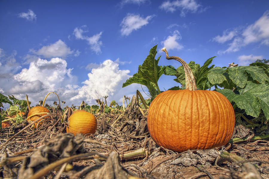 Autumn Pumpkin Patch - Fall - Halloween Photograph by Jason Politte