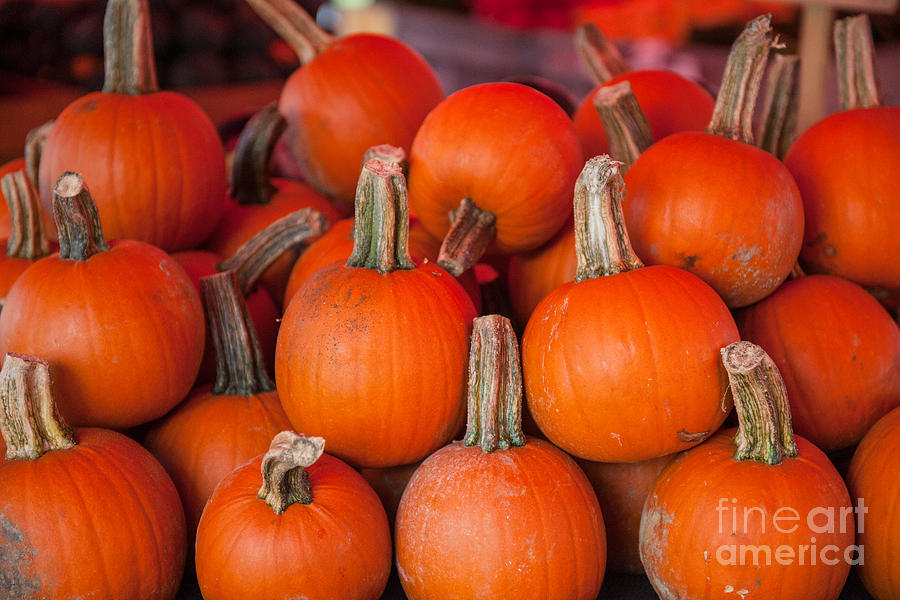 Autumn Pumpkins Photograph by Dale Powell