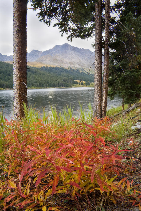 Autumn Quandry Photograph by Morris McClung