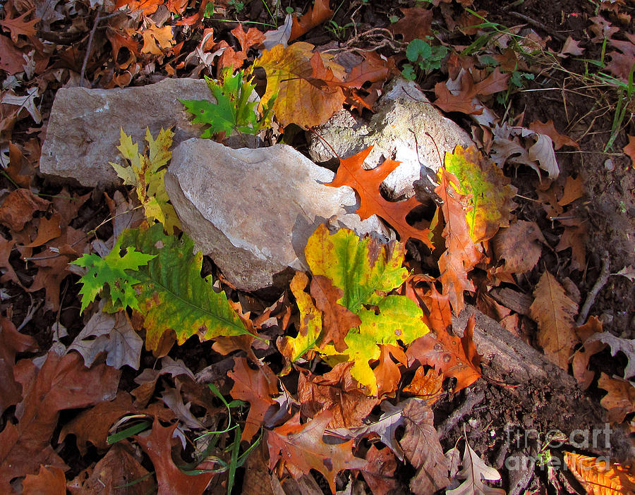 Autumn Quilt 2 Photograph by Cedric Hampton