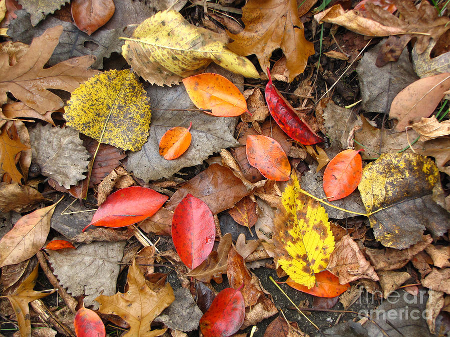Autumn Quilt Photograph by Cedric Hampton