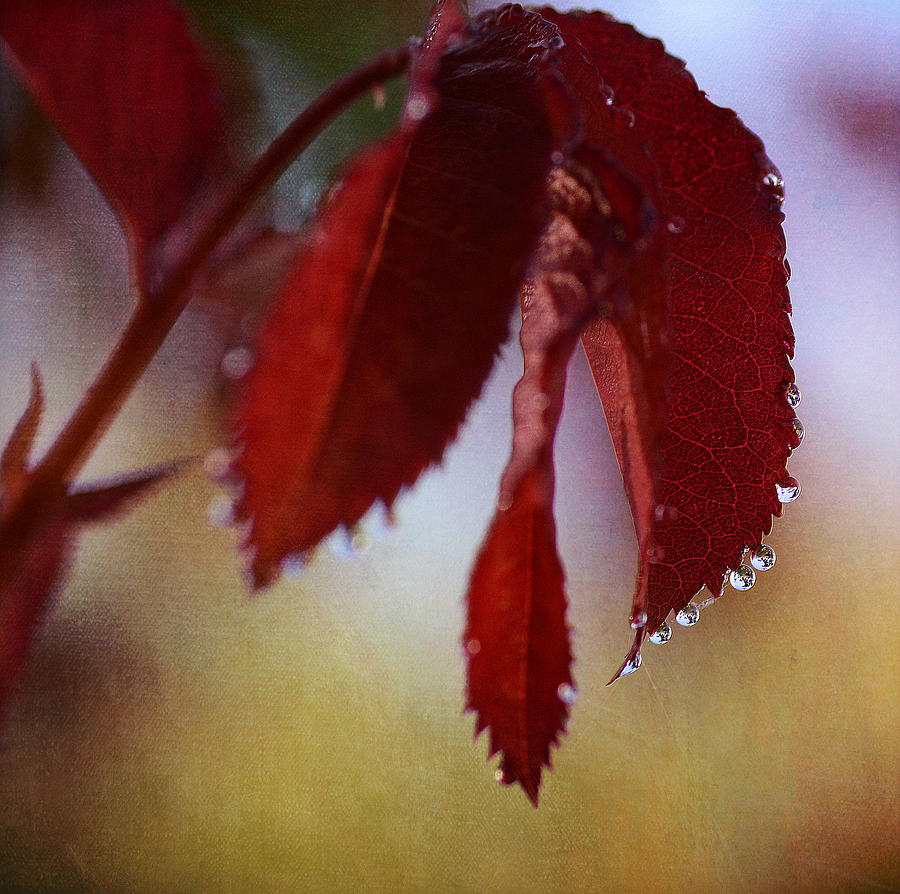 Autumn Rain 2 Photograph by Fraida Gutovich