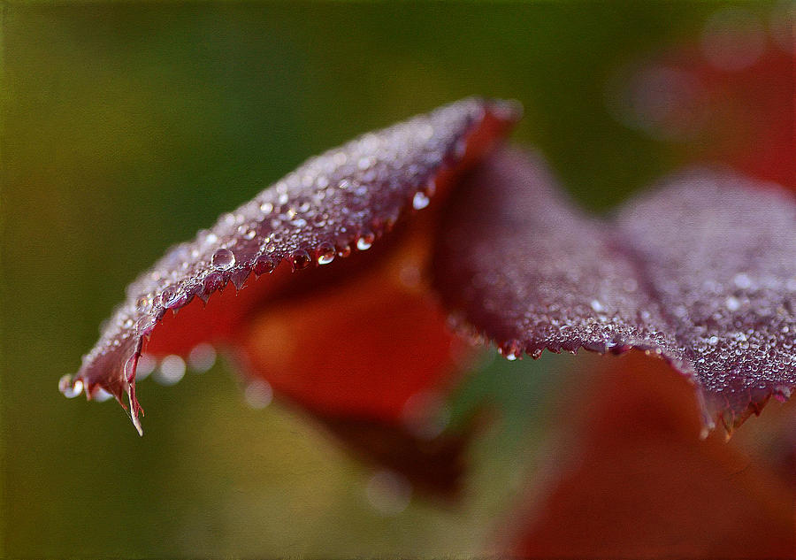Autumn Rain 3 Photograph by Fraida Gutovich