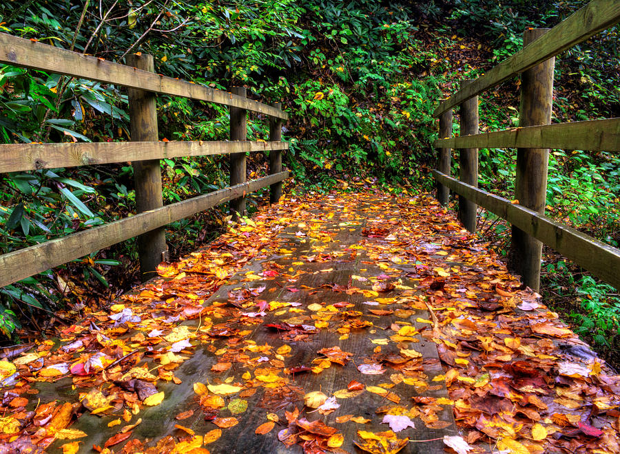 Fall Photograph - Autumn Rain at Joyce Kilmer Memorial Forest by Greg and Chrystal Mimbs