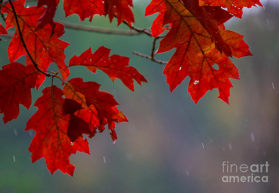 Autumn Rain Photograph by Cheryl Baxter