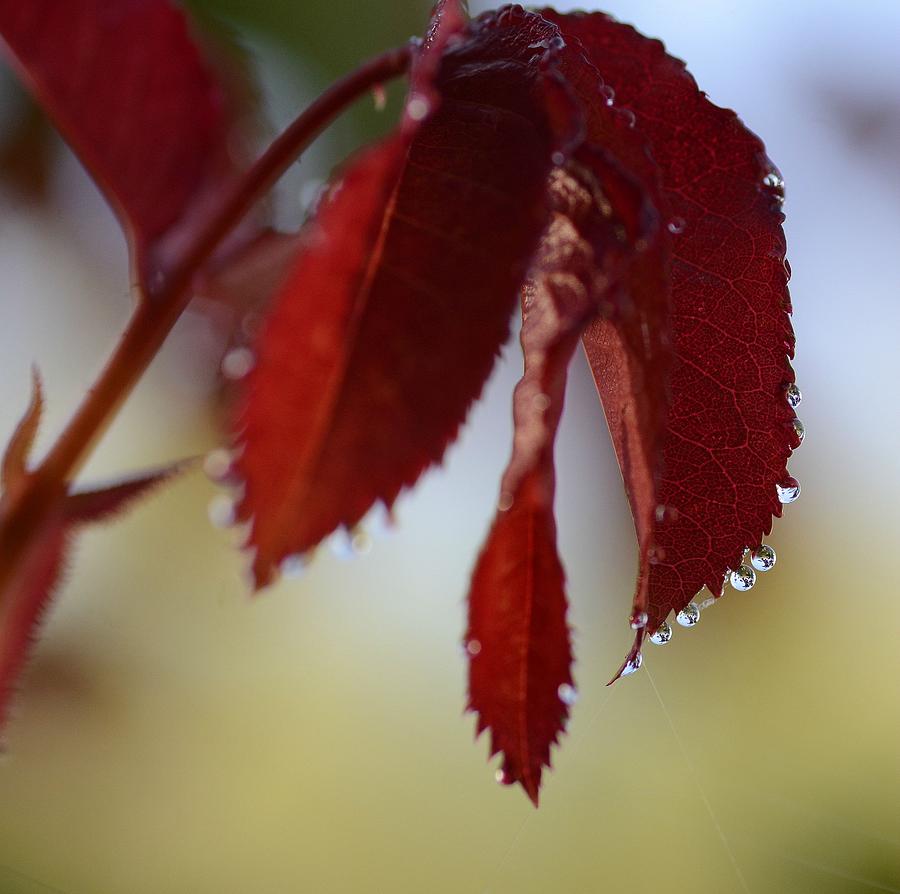 Autumn Rain Photograph by Fraida Gutovich