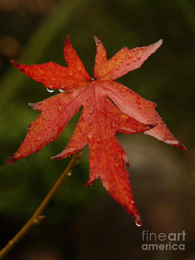 Autumn Rain Photograph by Inge Riis McDonald