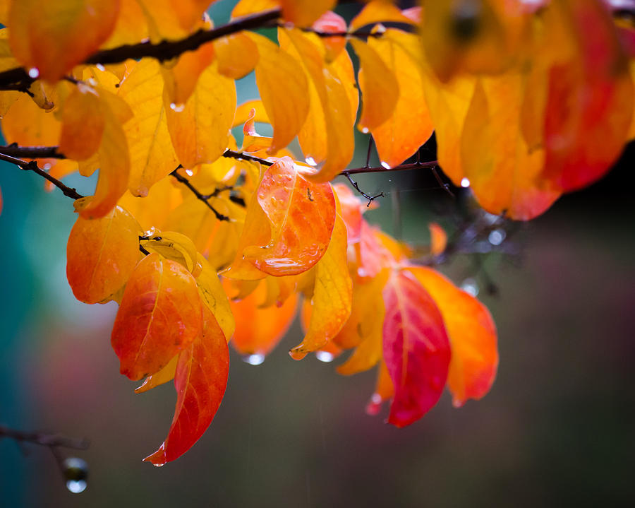 Autumn Rain Photograph by James Barber