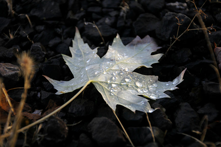 Autumn Rain Photograph by KATIE Vigil