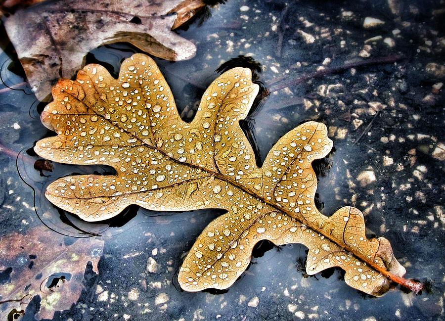 Autumn Rain Photograph by Marianna Mills
