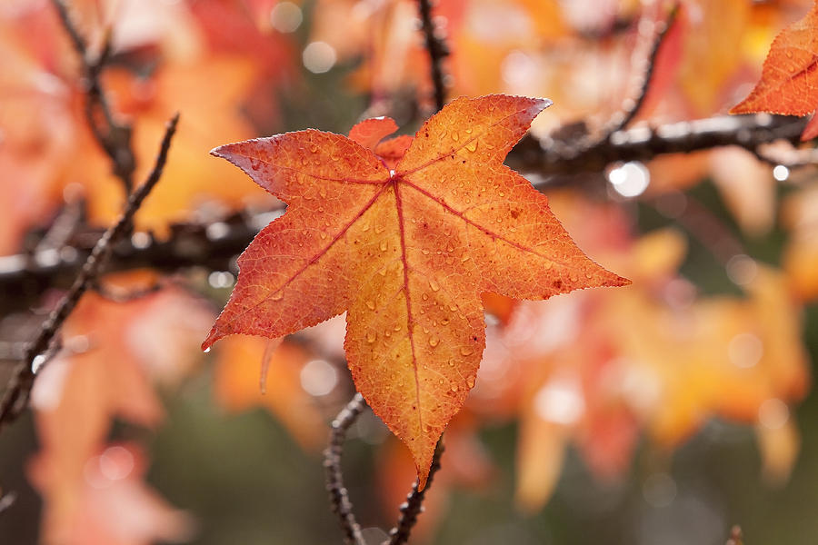 Fall Photograph - Autumn Rain by Michelle Wrighton