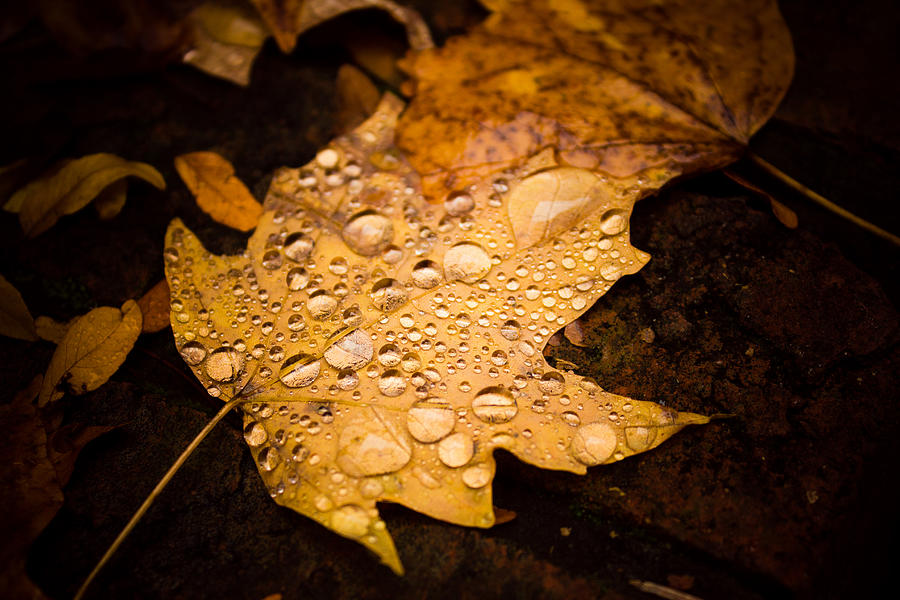Autumn Rain Photograph by Sara Frank