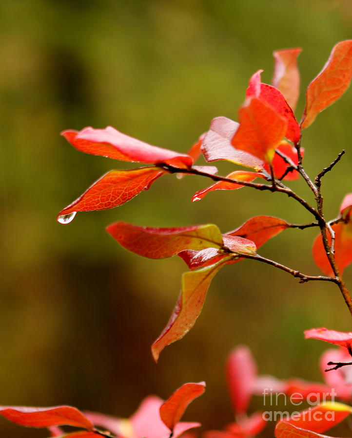 Autumn Raindrop Photograph by Rod Best