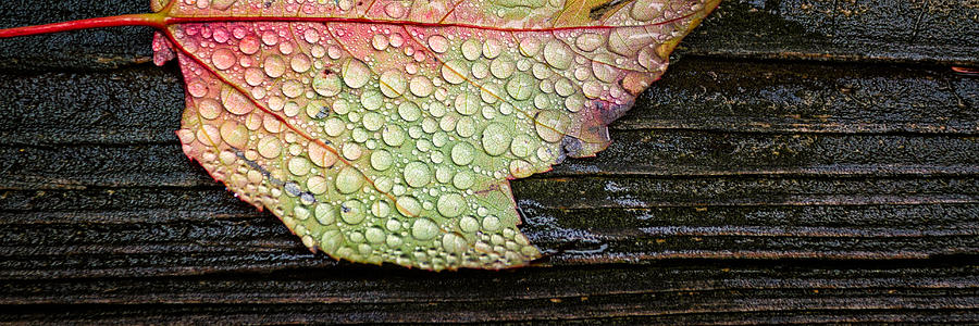 Autumn Raindrops Maple Leaf In The Rain Photograph by Jeff Sinon
