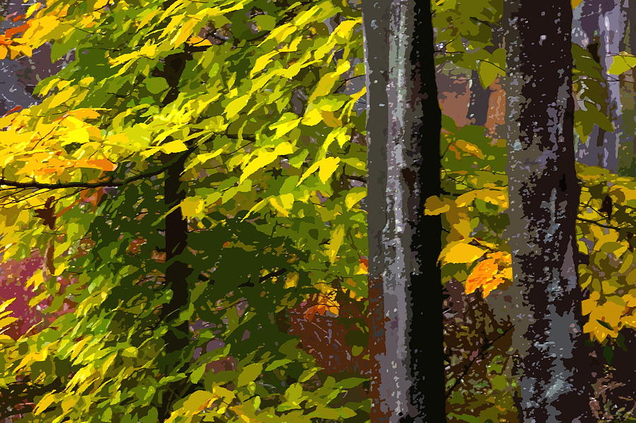 Autumn  Photograph by Randy Pollard