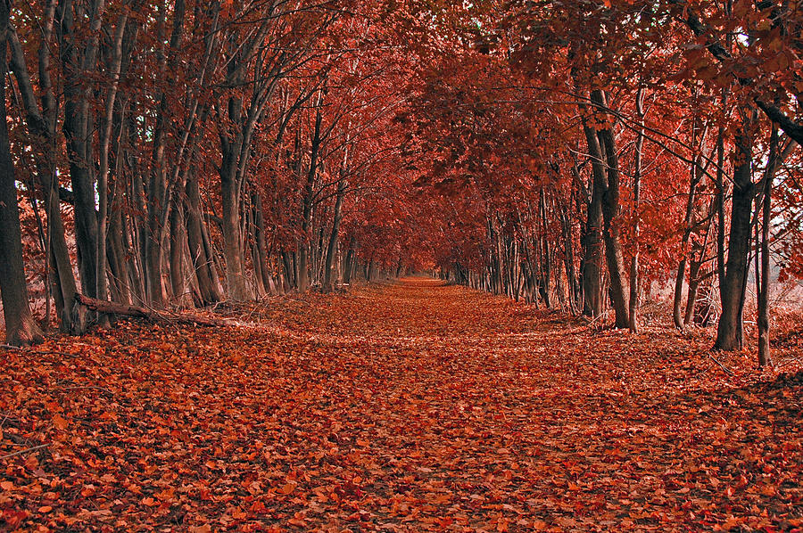 Fall Photograph - Autumn by Raymond Salani III