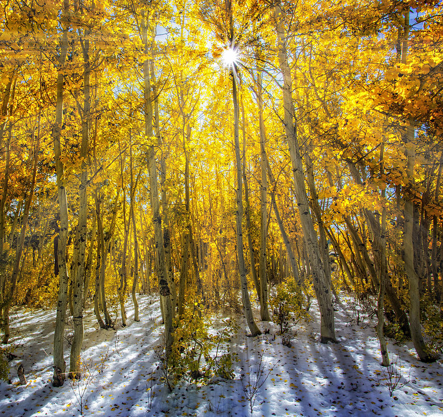 Autumn Rays Photograph by Tassanee Angiolillo