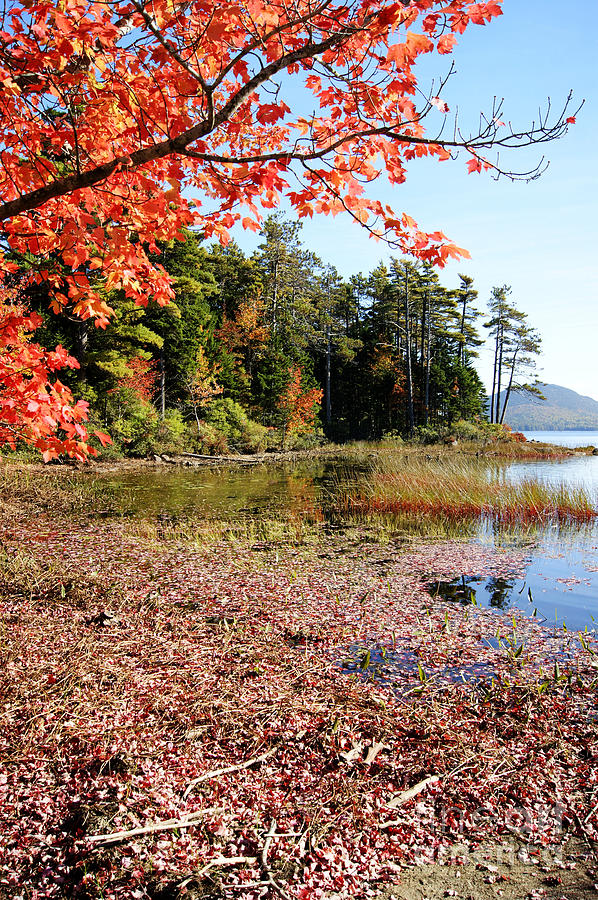 Autumn Red at Eagle Lake Photograph by David Birchall