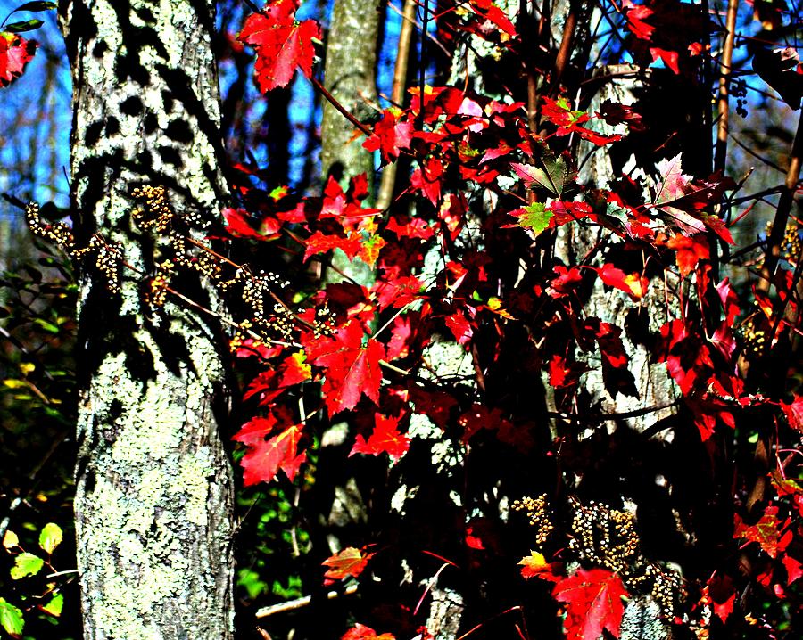 Autumn Red Photograph by Barbara S Nickerson
