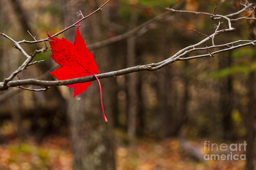 Autumn Red Photograph by Cheryl Baxter