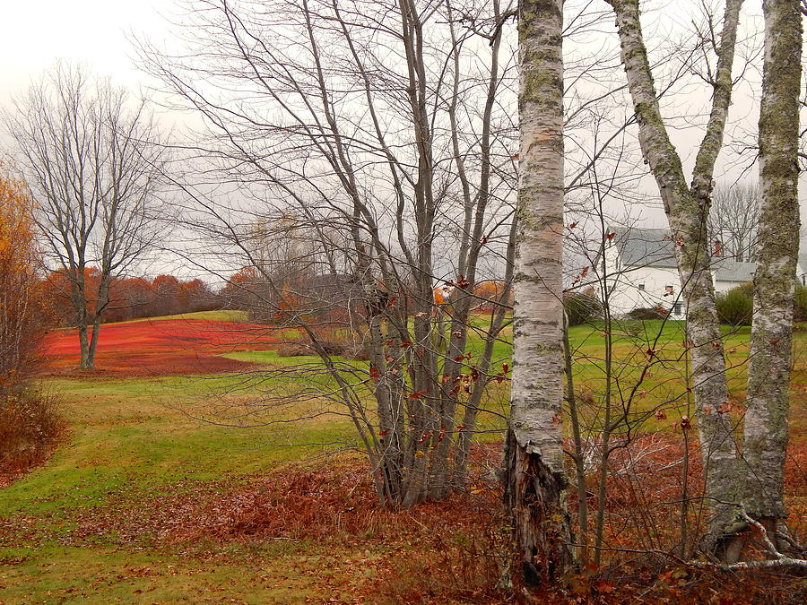Autumn Red field Maine  Photograph by Priscilla Batzell Expressionist Art Studio Gallery